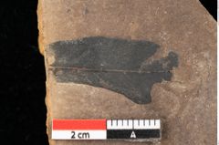 Foto (Detailansicht) von Quercus palaeoilex Ettingshausen (NHMW-GEO-2024-0188-0746)